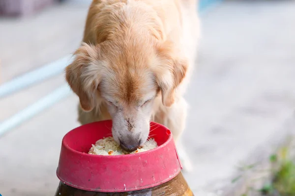 Golden retriever jedzą ludzkie jedzenie.. Obraz Stockowy