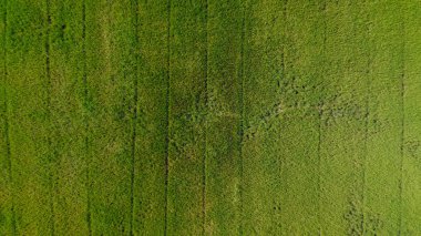 yüksek açılı pirinç tarlası