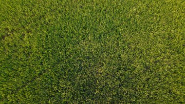 yüksek açılı pirinç tarlası