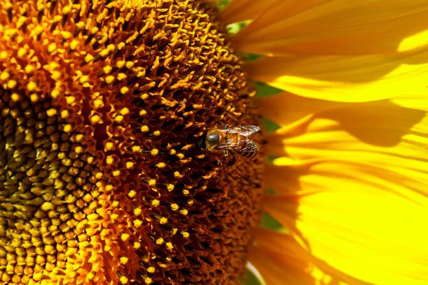 Abeille au tournesol . — Photo