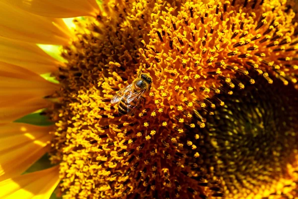 Bijen bij de zonnebloem. — Stockfoto