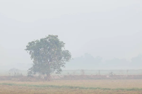 Туман Вранці Рисовому Полі — стокове фото