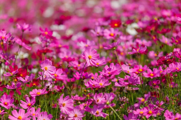 Beautiful Cosmos Flower Field Sunny — Stock Photo, Image