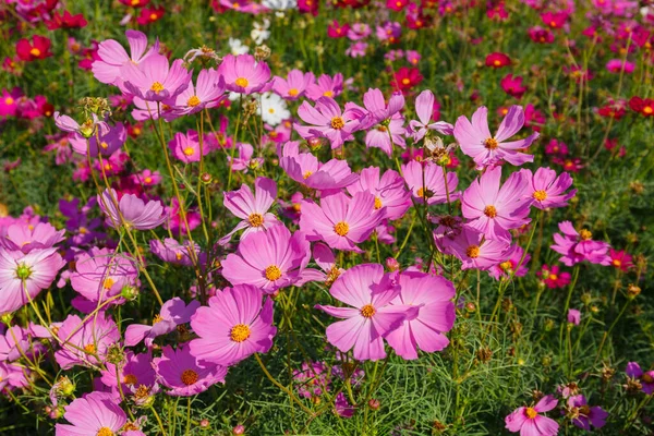 Schönes Kosmos Blumenfeld Sonnigen — Stockfoto