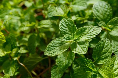 Çiftlikte Yeşil Tayland Darphanesi.