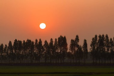 Sabah Tayland 'da pirinç tarlası.