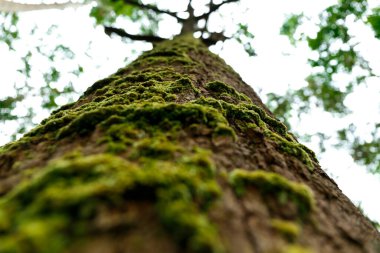 Ormandaki dev ağaçta yeşil yosun.