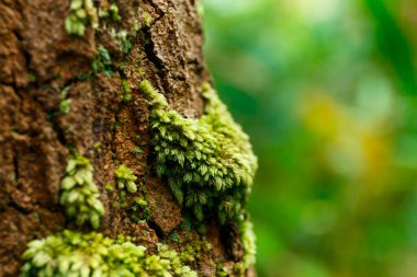 Ormandaki dev ağaçta yeşil yosun.
