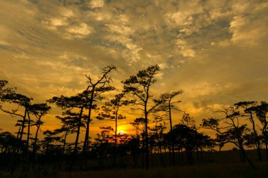 Gün batımında ağaç ve dağın silüeti..