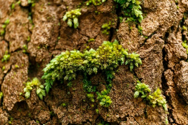 Musgo Verde Árbol Gigante Bosque — Foto de Stock