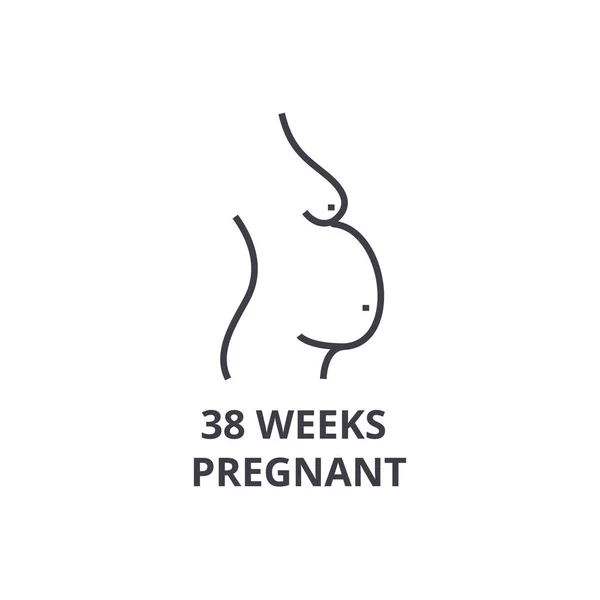 38 weeks pregnant thin line icon, sign, symbol, illustation, linear concept, vector — Stock Vector