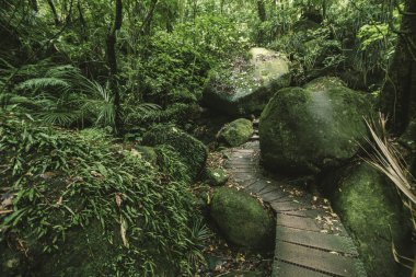 Ahşap yol yeşil orman geçer 