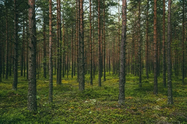 핀란드에서 무한 한 숲 로열티 프리 스톡 이미지