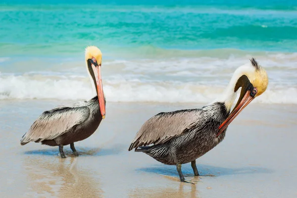 Pelikan am Strand. varadero, kuba — Stockfoto