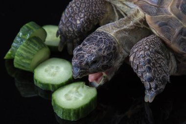 Turtle eating pile of cucumbers clipart
