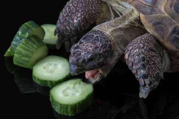 Tartaruga mangiare mucchio di cetrioli — Foto Stock