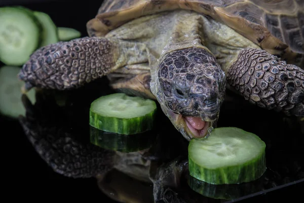 きゅうりの山を食べる亀します。 — ストック写真