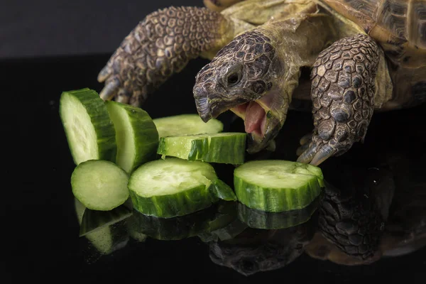 Tartaruga mangiare mucchio di cetrioli — Foto Stock