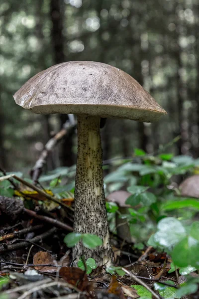 Single Birch bolete in close-up — Stock Photo, Image