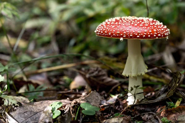 Mushroom Amanita Muscaria close up in landscape — Stock Photo, Image