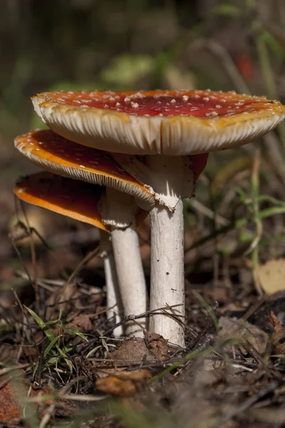 Three Mushroom Amanita Muscaria close up — Stock Photo, Image