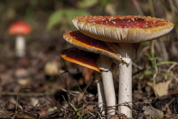 Quatre champignons Amanita Muscaria fermer dans le paysage — Photo