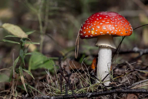 Young and small Amanita Muscaria close up in landscape — Stock Photo, Image