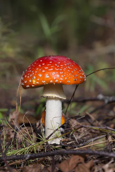 Young and small Amanita Muscaria close up in horizontal — Stock Photo, Image