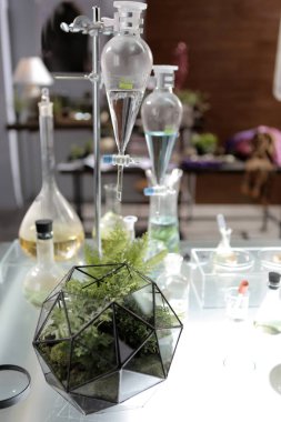 fern, geometrik cam terrarium