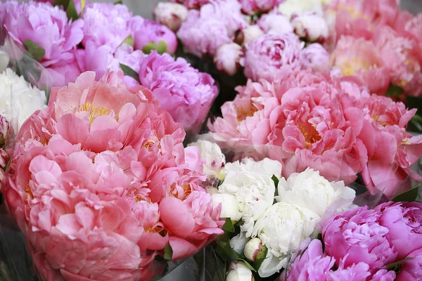 Color of peony — Stock Photo, Image