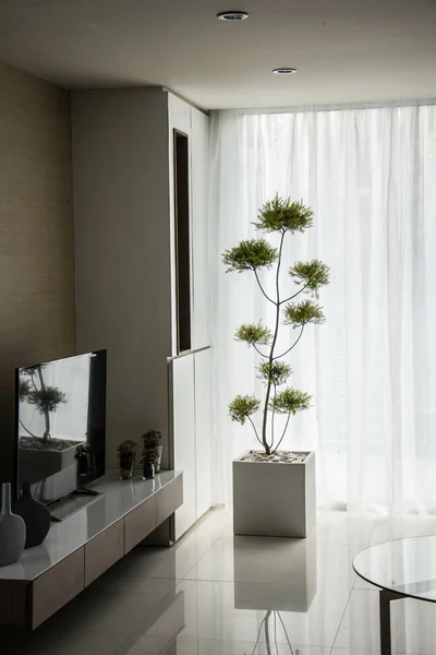 decoration plant in living room