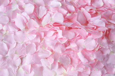 Birçok pembe gül yaprakları çerçevede beyaz bir arkaplan takıyor.