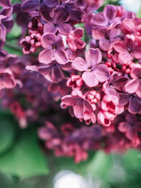 Beyaz çiçekli leylak çalısı