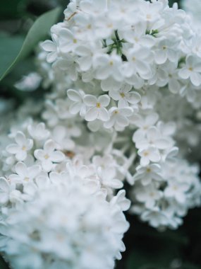 Beyaz çiçekli leylak çalısı