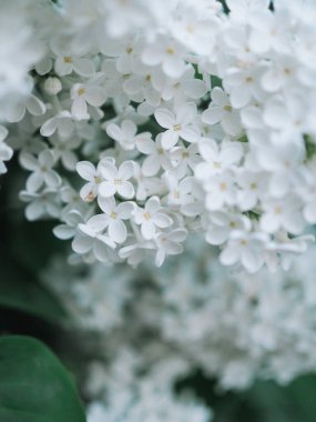 Beyaz çiçekli leylak çalısı