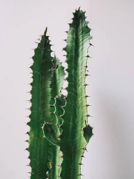 Cactus Vert Avec Aiguilles — Photo