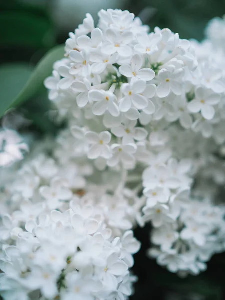 Білий Квітковий Бузковий Кущ — стокове фото