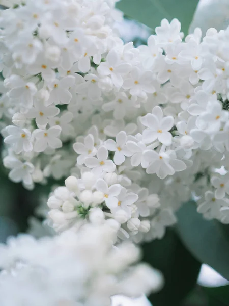 Білий Квітковий Бузковий Кущ — стокове фото