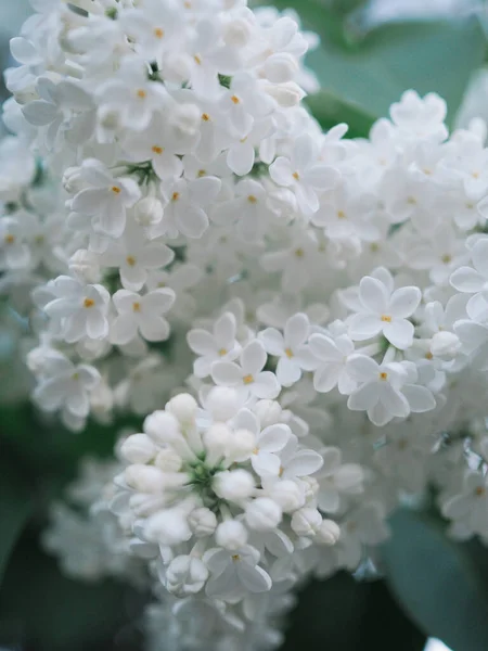 Arbusto Lilás Flor Branca — Fotografia de Stock