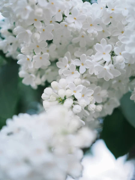 Звичайне Біле Бузкове Дерево Або Кущі Квіти — стокове фото