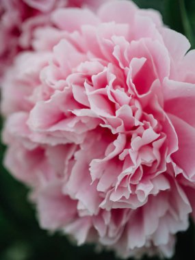 Pembe şakayık büyük tomurcuk