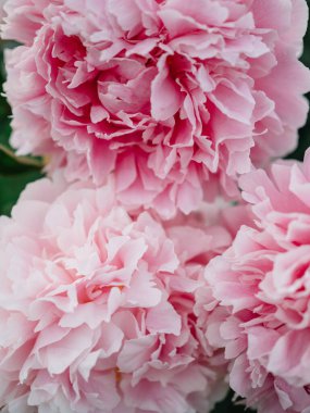 Pembe şakayık büyük tomurcuk