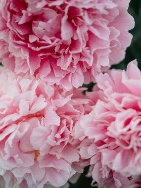 Pembe şakayık büyük tomurcuk