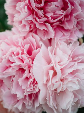 Pembe şakayık büyük tomurcuk