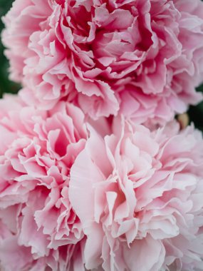 Pembe şakayık büyük tomurcuk