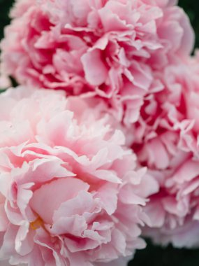 Pembe şakayık büyük tomurcuk