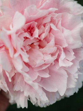 Pembe şakayık büyük tomurcuk