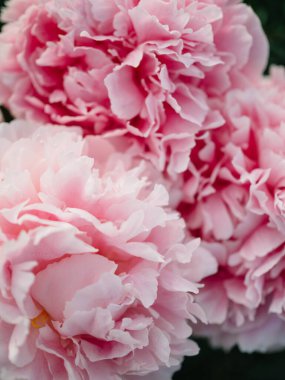 Pembe şakayık büyük tomurcuk