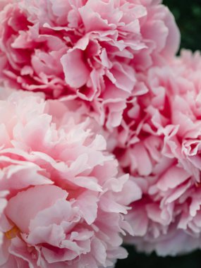 Pembe şakayık büyük tomurcuk