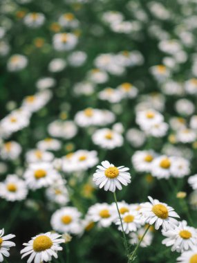 Tarlada küçük bir papatya